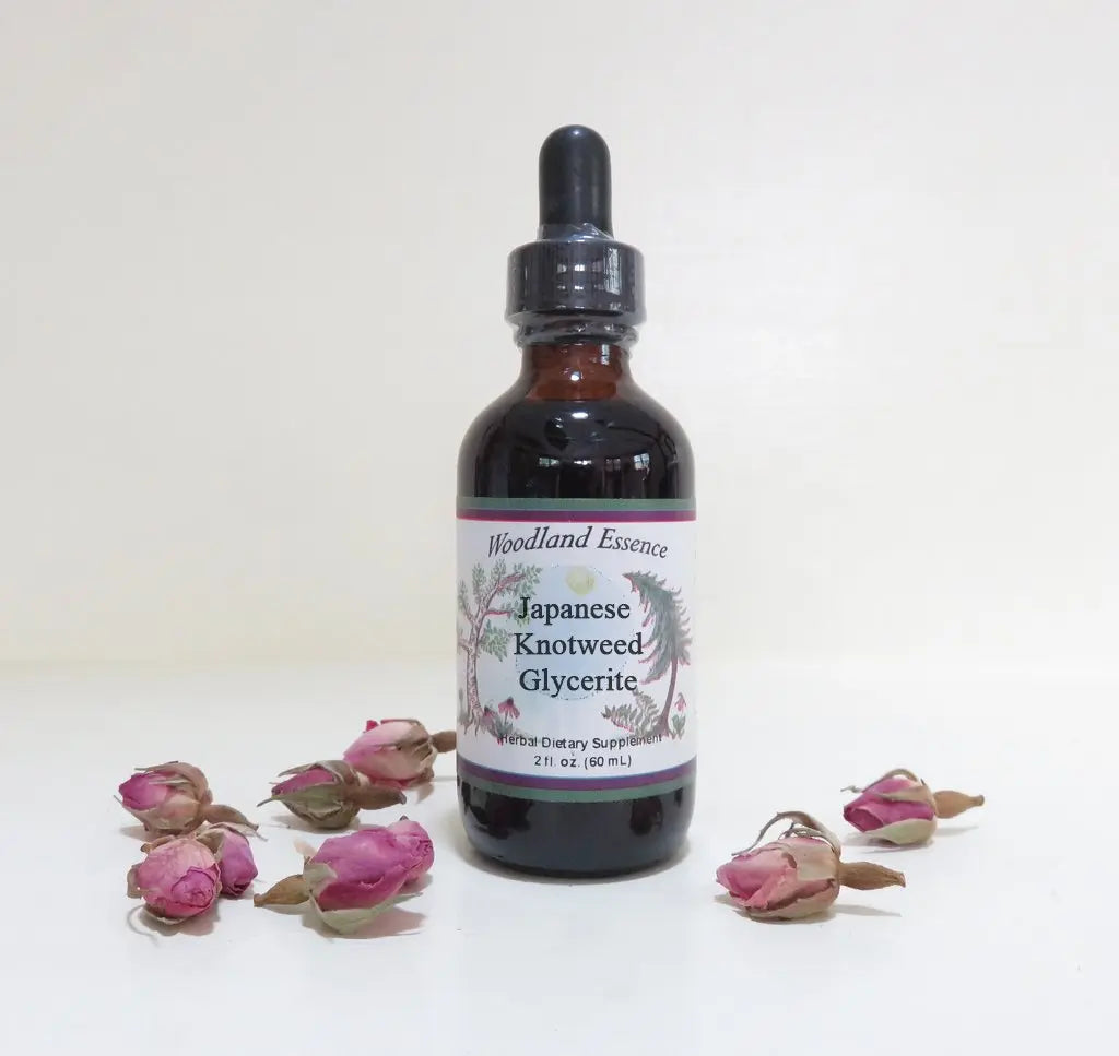 Japanese Knotweed GLYCERITE (2oz) Woodland Essence